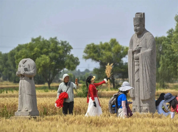 陈先义：宋陵麦浪，一场温柔的千年对望